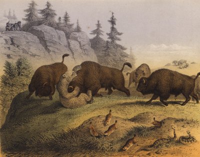 アメリカ大草原の動物たち（カラーリトグラフ） 作： European School