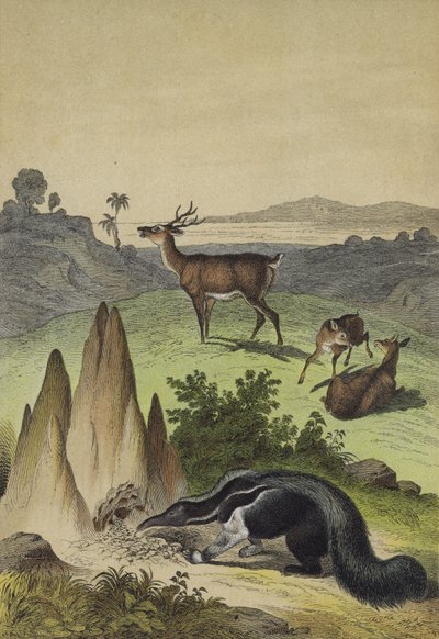 南米パンパの動物たち（カラーリトグラフ 作： European School