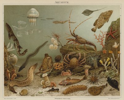 水族館（カラーリトグラフ） 作： European School