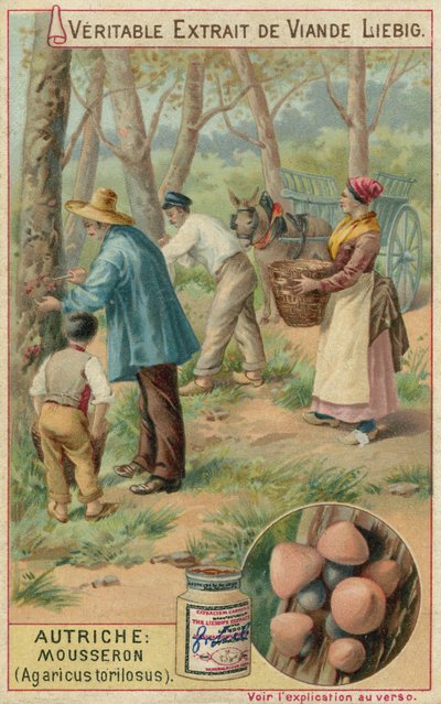 オーストリア：ムセロン（Agaricus torilosus） 作： European School