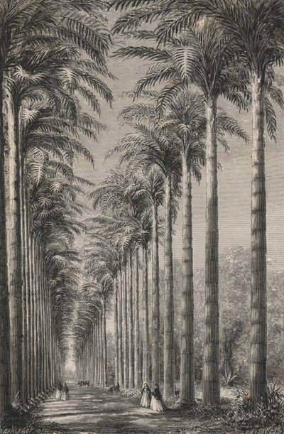 Avenue Of Palm Trees In The Botanical Garden of Rio-De-Janeiro (in engraving) 作： European School