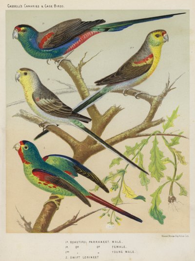 美しいインコ、オス、メス、若いオス、スウィフトロリキート（カラーリトグラフ） 作： European School