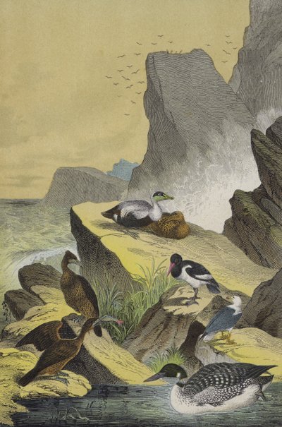 北欧の海辺の鳥（カラーリトグラフ 作： European School