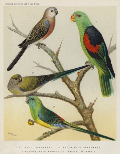 Bourkes インコ、赤羽のインコ、ブラッドランプインコ、男性、女性 (色リソ) 作： European School