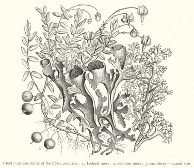 極地の主な栄養植物（彫刻 作： European School