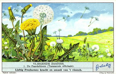 タンポポ（Taraxacum officinale）（クロモリソウ） 作： European School