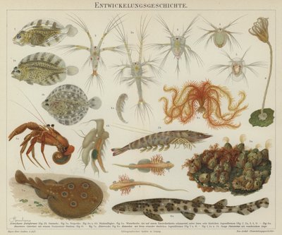 海洋生物の発生（カラーリトグラフ） 作： European School