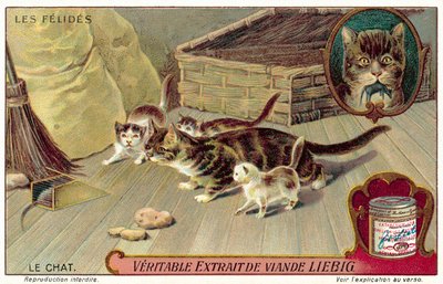 飼い猫（クロモリト 作： European School