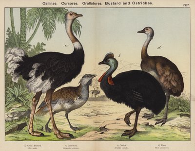 Gallinae, Cursores, Grallatores, Bustard and Ostriches (colour litho) 作： European School