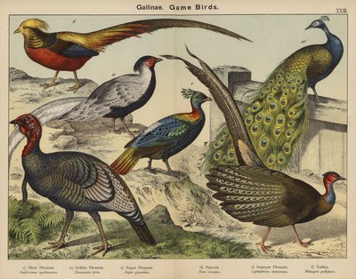 Gallinae、狩猟鳥類（カラーリトグラフ） 作： European School