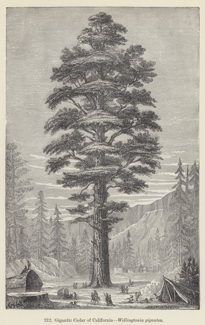 カリフォルニアの巨大杉、Wellingtonia gigantea（彫刻作品 作： European School