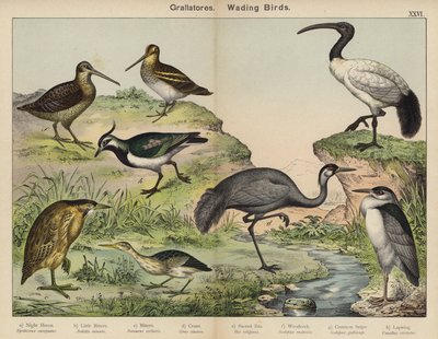 グララトーレス、渡り鳥（カラーリトグラフ） 作： European School