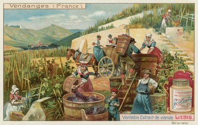 フランスのブドウ収穫 作： European School