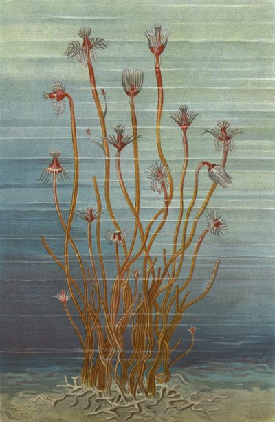 Tubularia indivisaのグループ 作： European School