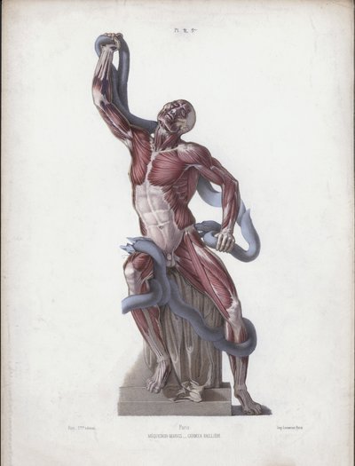 The Anatomy of the External Forms of Man」のイラスト。ラオコーン（カラーリトグラフ 作： European School