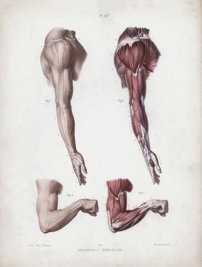 The Anatomy of the External Forms of Man」のイラスト。男性の腕と手(カラーリトグラフ) 作： European School