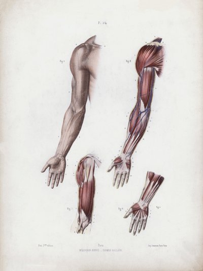 The Anatomy of the External Forms of Man」のイラスト。男性の腕と手(カラーリトグラフ) 作： European School