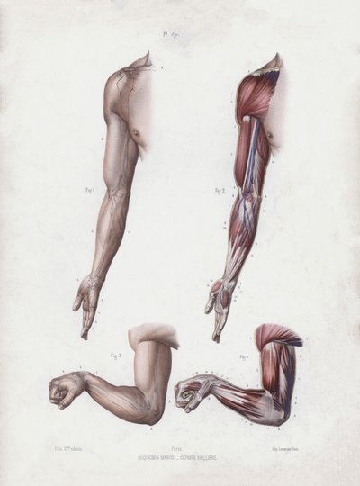 The Anatomy of the External Forms of Man」のイラスト。男性の腕と手(カラーリトグラフ) 作： European School