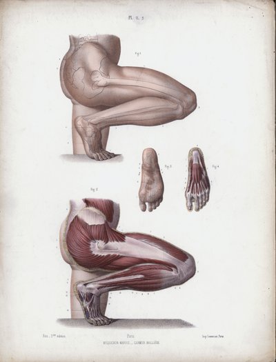 The Anatomy of the External Forms of Man」のイラスト。男性の脚と足（カラーリトグラフ 作： European School