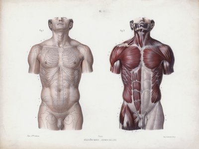 The Anatomy of the External Forms of Man』のイラスト。男性胴体、正面図（カラーリトグラフ 作： European School