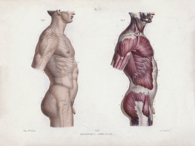 人間の外形解剖学』の挿絵：男性胴体、側面図（カラーリトグラフ） 作： European School