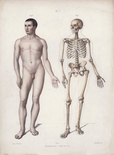 The Anatomy of the External Forms of Man』のイラスト。立っている人（カラーリトグラフ 作： European School