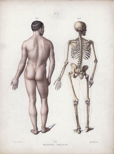 The Anatomy of the External Forms of Man』のイラスト。立っている人、後ろ姿（カラーリトグラフ 作： European School