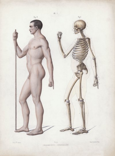 The Anatomy of the External Forms of Man』のイラスト。立っている人、横から見た図（カラーリトグラフ 作： European School