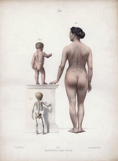 人間の外形解剖学』の挿絵：立っている女性と子供、背面図（カラーリトグラフ） 作： European School