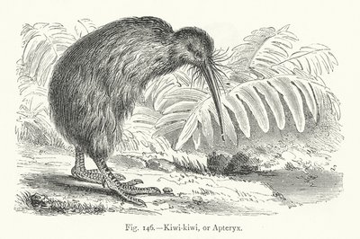 キウイ キウイ、または Apteryx (彫刻) 作： European School