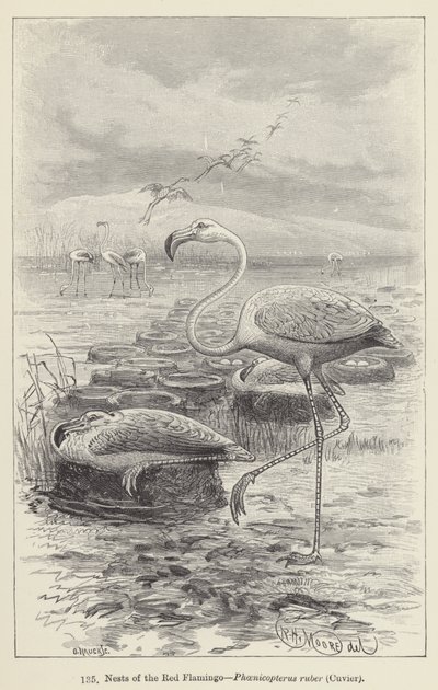 アカフラミンゴ（Phoenicopterus ruber）の巣、キュヴィエ（彫刻作品 作： European School