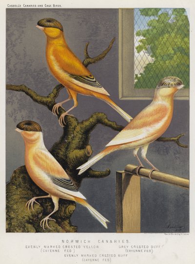 ノリッチカナリア、Evenly Marked Crested Yellow、Cayenne Fed、Grey Crested Buff、Cayenne Fed、Evenly Marked Crested Buff、Cayenne Fed（カラーリトグラフ版 作： European School