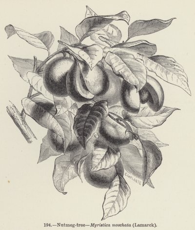 ナツメグの木（Myristica moschata）、ラマルク（彫刻作品 作： European School