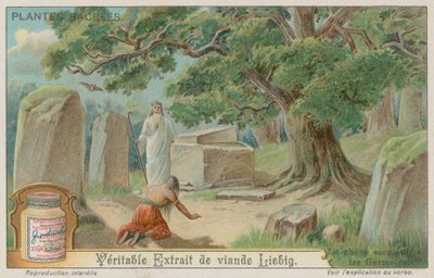 古代ドイツ人にとって神聖なオークの木 作： European School