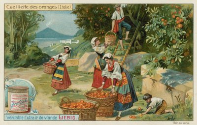 イタリアのオレンジの収穫 作： European School