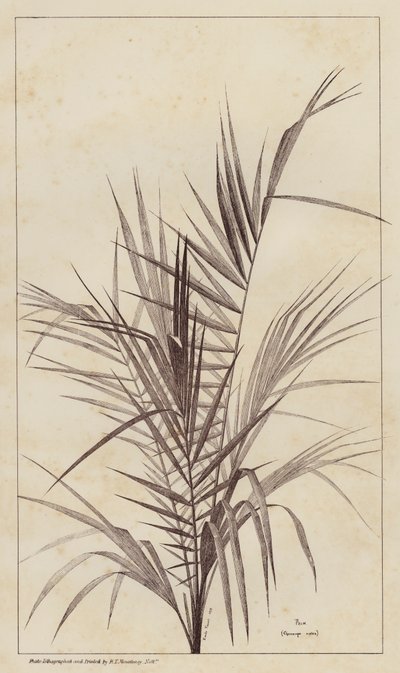 パーム、Chamaerops Exelsa（リトグラフ 作： European School