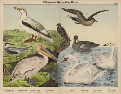 パルミペデス、水泳鳥 作： European School