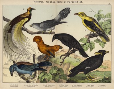 パセオ、カッコウ、極楽鳥（カラーリトグラフ 作： European School