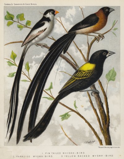 Pin Tailed Whydah-Bird、Paradise Whydah-Bird、Yellow Backed Whydah-Bird (色リソ) 作： European School