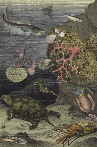 地中海の海の生物（カラーリトグラフ） 作： European School