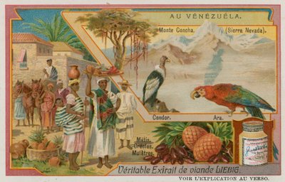 コンドルとオウムと混合降下の先住民とシエラネバダ 作： European School