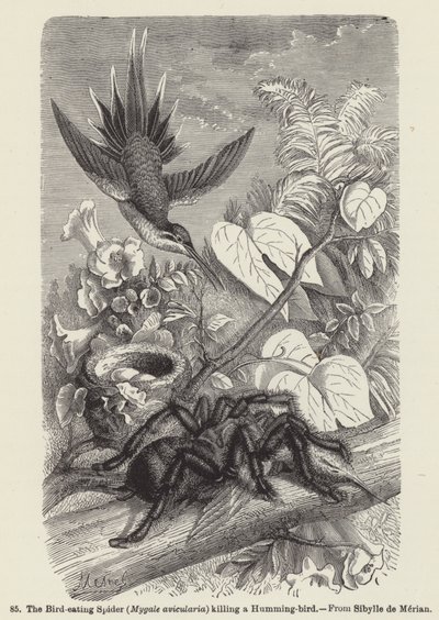ハチドリを殺す鳥喰い蜘蛛（Mygale avicularia）（彫刻作品 作： European School