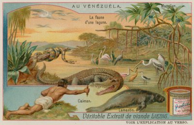 アリゲーターとマナティーとマングローブの木があるラグーンの生き物 作： European School