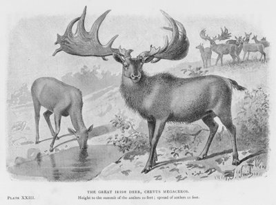 アイルランドの大鹿（Cervus Megaceros）（リトグラフ 作： European School