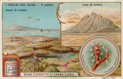海の宝物、リービッヒ・カード、20世紀初頭（クロモ） 作： European School