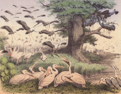 様々なアフリカの鳥（カラーリトグラフ） 作： European School