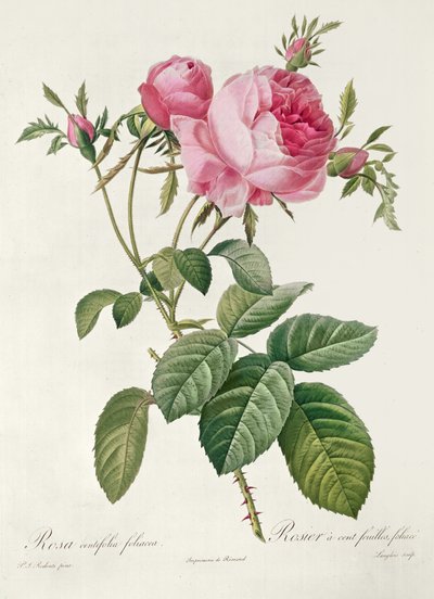 Thory、les Roses、Rosa Centifolia Foliaca（リトグラフ） 作： Eustache Hyacinthe Langlois