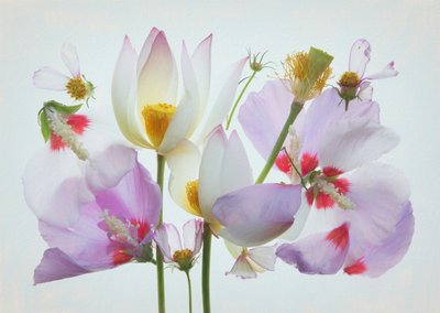  作： Fangping Zhou