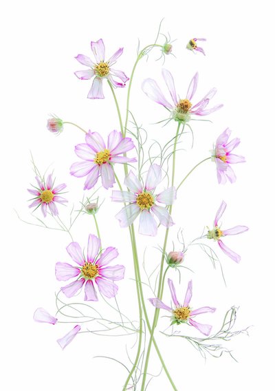  作： Fangping Zhou