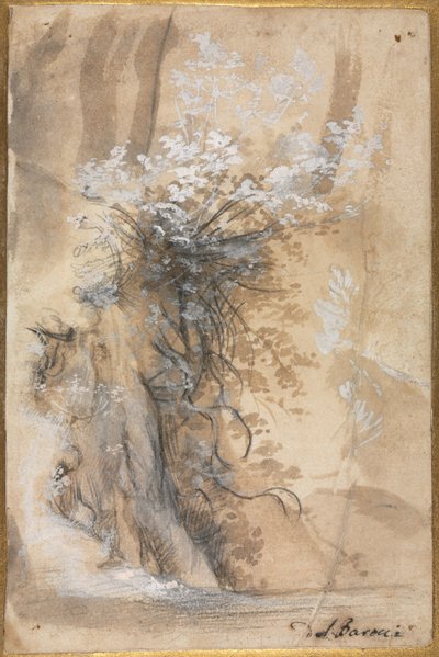 侵食された土手の上に咲く茂み 作： Federico Barocci